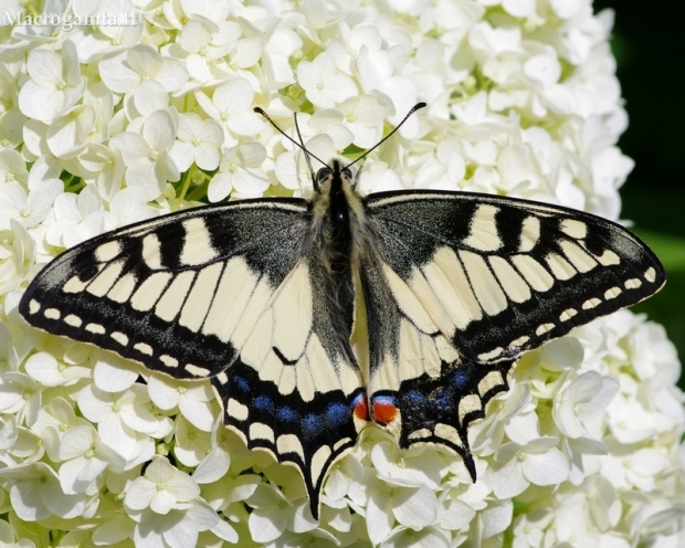 Machaonas - Papilio machaon | Fotografijos autorius : Žydrūnas Daunoravičius | © Macronature.eu | Macro photography web site