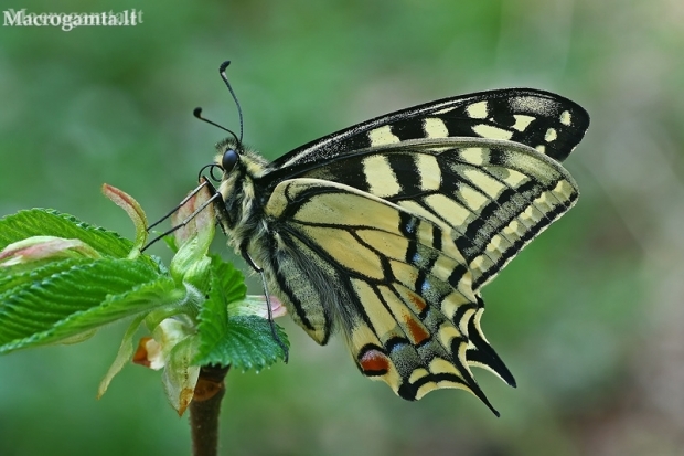 Machaonas - Papilio machaon | Fotografijos autorius : Gintautas Steiblys | © Macronature.eu | Macro photography web site