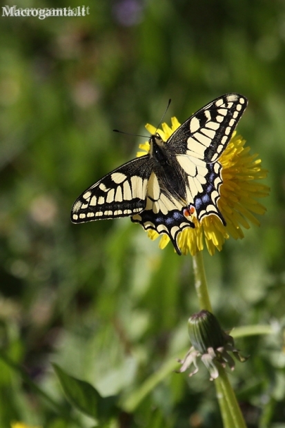 Machaonas (Vyčiadrugis) - Papilio machaon | Fotografijos autorius : Valdimantas Grigonis | © Macronature.eu | Macro photography web site