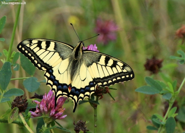 Machaonas (Vyčiadrugis) - Papilio machaon | Fotografijos autorius : Ramunė Vakarė | © Macronature.eu | Macro photography web site