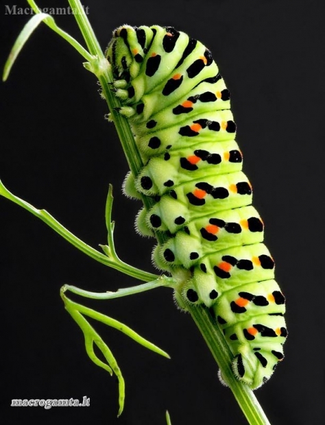 Papilio machaon – Machaonas / Vyčiadrugis | Fotografijos autorius : Valdimantas Grigonis | © Macronature.eu | Macro photography web site