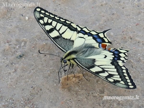Common Swallowtail - Papilio machaon | Fotografijos autorius : Darius Baužys | © Macronature.eu | Macro photography web site