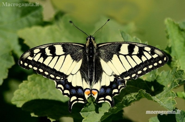 Machaonas - Papilio machaon | Fotografijos autorius : Valdimantas Grigonis | © Macronature.eu | Macro photography web site