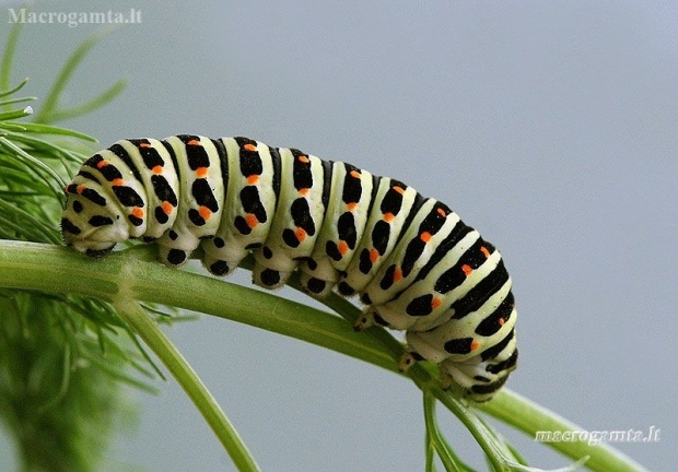 Common Swallowtail - Papilio machaon | Fotografijos autorius : Valdimantas Grigonis | © Macronature.eu | Macro photography web site