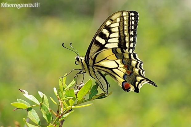 Machaonas (Vyčiadrugis) - Papilio machaon | Fotografijos autorius : Deividas Makavičius | © Macronature.eu | Macro photography web site