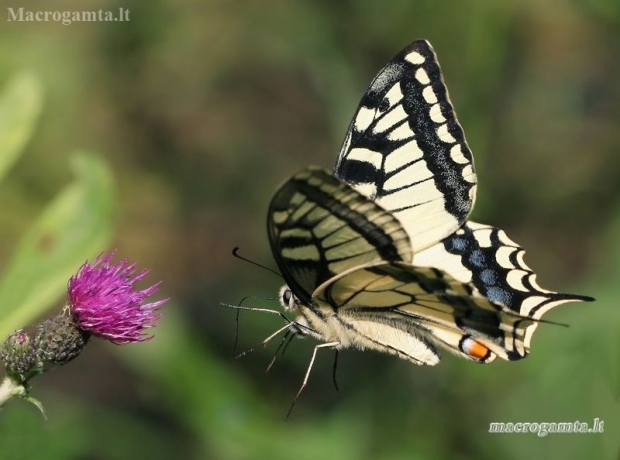 Common Swallowtail - Papilio machaon | Fotografijos autorius : Lukas Jonaitis | © Macronature.eu | Macro photography web site