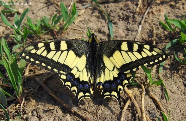 Machaonas - Papilio machaon | Fotografijos autorius : Jérôme Lesieur | © Macronature.eu | Macro photography web site