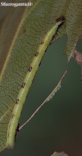 Common White Wave - Cabera pusaria, caterpillar | Fotografijos autorius : Gintautas Steiblys | © Macronature.eu | Macro photography web site