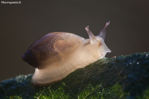 Common amber snail - Succinea putris | Fotografijos autorius : Žilvinas Pūtys | © Macronature.eu | Macro photography web site