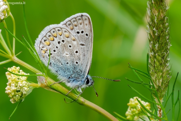 Common blue | Polyommatus icarus | Fotografijos autorius : Darius Baužys | © Macronature.eu | Macro photography web site
