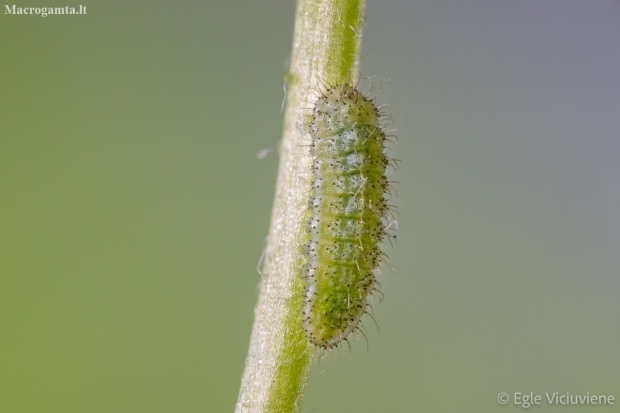 Common blue - Polyommatus icarus, caterpillar | Fotografijos autorius : Eglė Vičiuvienė | © Macronature.eu | Macro photography web site