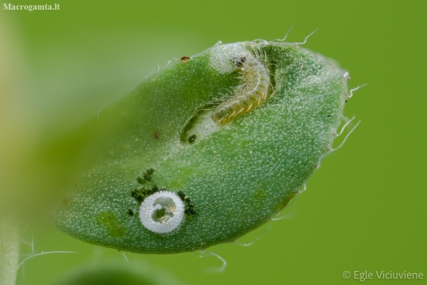 Common blue - Polyommatus icarus, caterpillar | Fotografijos autorius : Eglė Vičiuvienė | © Macronature.eu | Macro photography web site