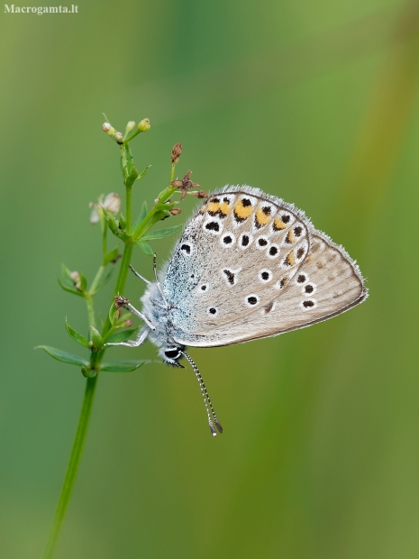 Common blue - Polyommatus icarus | Fotografijos autorius : Aistė Matijošaitytė | © Macronature.eu | Macro photography web site