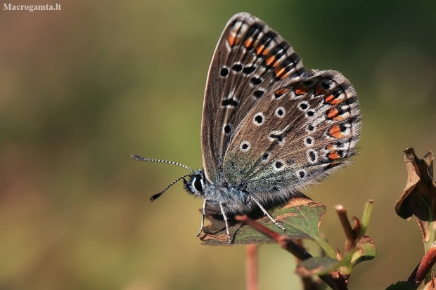 Dirvinis melsvys - Polyommatus icarus | Fotografijos autorius : Gintautas Steiblys | © Macronature.eu | Macro photography web site