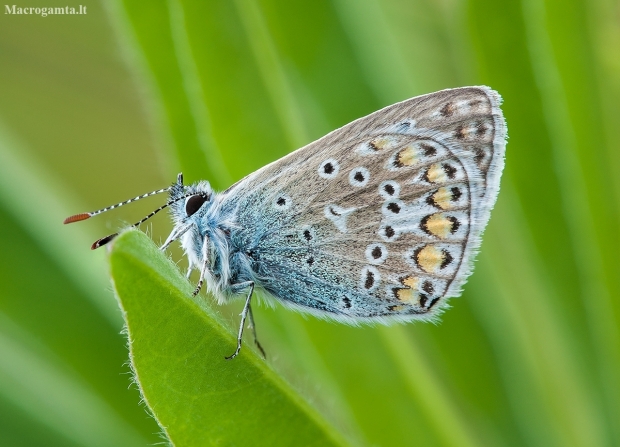 Dirvinis melsvys - Polyommatus icarus | Fotografijos autorius : Žilvinas Pūtys | © Macronature.eu | Macro photography web site