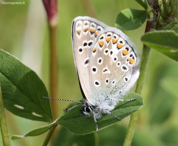 Common blue - Polyommatus icarus | Fotografijos autorius : Vytautas Gluoksnis | © Macronature.eu | Macro photography web site