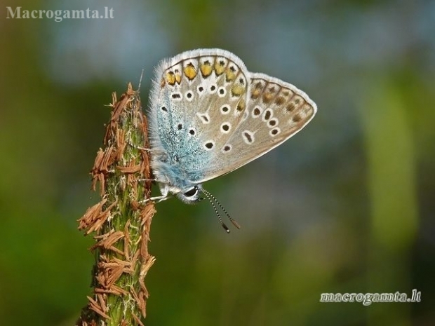 Common blue - Polyommatus icarus | Fotografijos autorius : Darius Baužys | © Macronature.eu | Macro photography web site