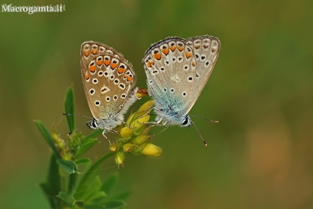 Common blues - Polyommatus icarus | Fotografijos autorius : Armandas Ka | © Macronature.eu | Macro photography web site