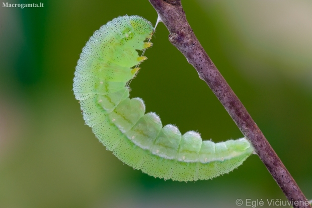 Citrinukas - Gonepteryx rhamni | Fotografijos autorius : Eglė Vičiuvienė | © Macronature.eu | Macro photography web site