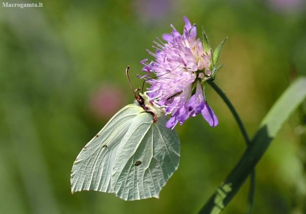 Common brimstone - Gonepteryx rhamni | Fotografijos autorius : Irenėjas Urbonavičius | © Macronature.eu | Macro photography web site