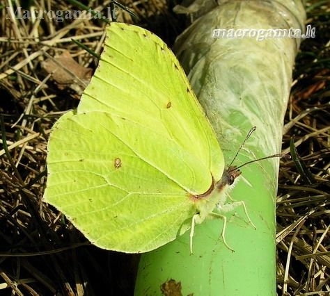 Common brimstone - Gonepteryx rhamni | Fotografijos autorius : Algirdas Vilkas | © Macronature.eu | Macro photography web site