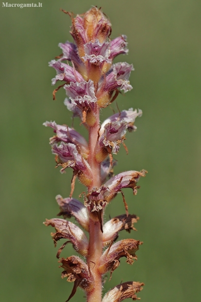 Hairy broomrape - Orobanche pubescens | Fotografijos autorius : Gintautas Steiblys | © Macronature.eu | Macro photography web site