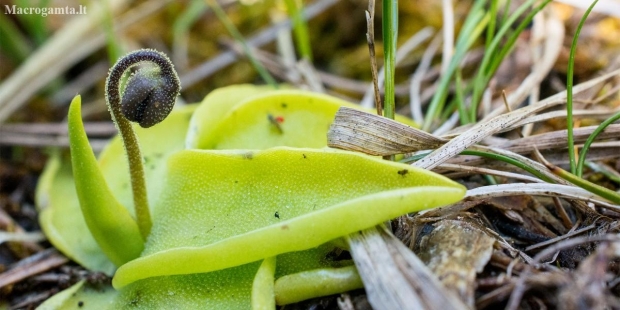 Common butterwort - Pinguicula vulgaris | Fotografijos autorius : Oskaras Venckus | © Macronature.eu | Macro photography web site