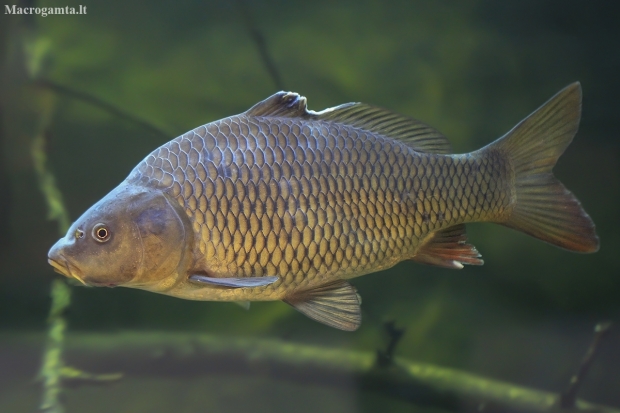 Common carp - Cyprinus carpio | Fotografijos autorius : Gintautas Steiblys | © Macronature.eu | Macro photography web site