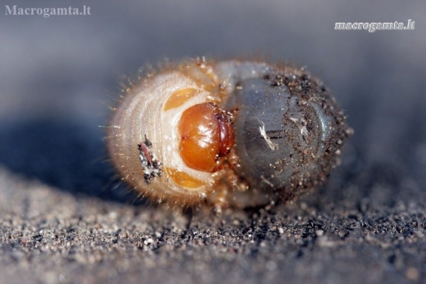 Common cockchafer - Melolontha melolontha, larva | Fotografijos autorius : Rasa Gražulevičiūtė | © Macronature.eu | Macro photography web site