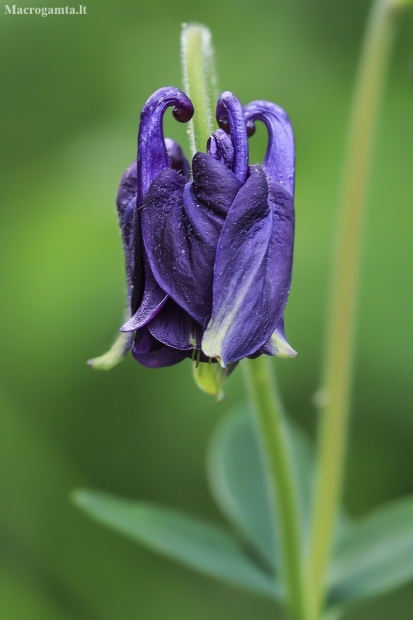 Common columbine - Aquilegia vulgaris | Fotografijos autorius : Gintautas Steiblys | © Macronature.eu | Macro photography web site