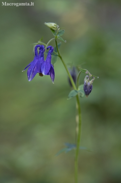 Common columbine - Aquilegia vulgaris | Fotografijos autorius : Žilvinas Pūtys | © Macronature.eu | Macro photography web site