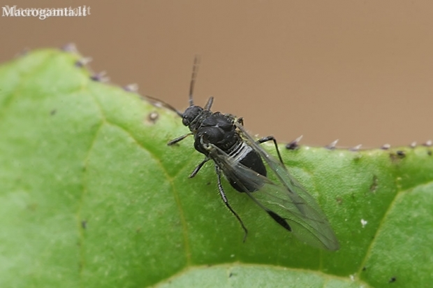 Common dogwood-grass aphid - Anoecia corni | Fotografijos autorius : Gintautas Steiblys | © Macronature.eu | Macro photography web site