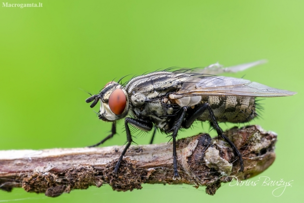 Flesh fly | Fotografijos autorius : Darius Baužys | © Macronature.eu | Macro photography web site
