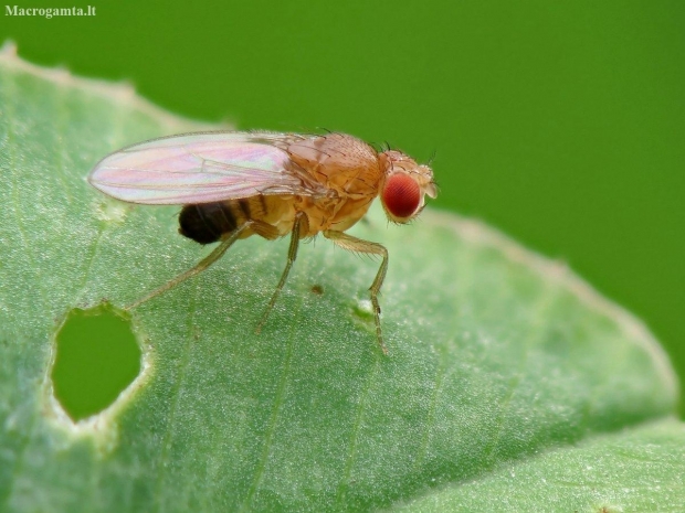 Common fruit fly - Drosophila melanogaster | Fotografijos autorius : Vidas Brazauskas | © Macronature.eu | Macro photography web site