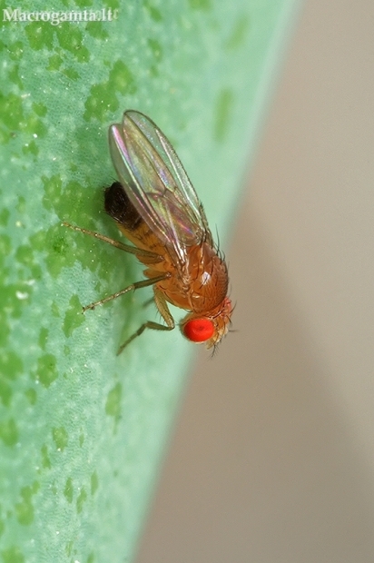Vaisinė muselė - Drosophila melanogaster | Fotografijos autorius : Gintautas Steiblys | © Macronature.eu | Macro photography web site
