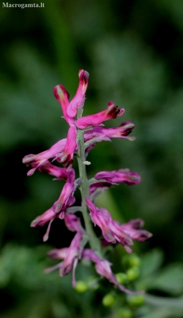 Vaistinė žvirbliarūtė - Fumaria officinalis | Fotografijos autorius : Aleksandras Stabrauskas | © Macronature.eu | Macro photography web site