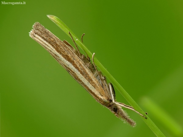 Common grass-veneer - Agriphila tristella | Fotografijos autorius : Vidas Brazauskas | © Macronature.eu | Macro photography web site
