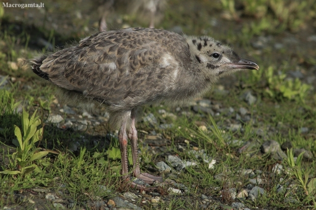 Common gull's juvenile | Fotografijos autorius : Gintautas Steiblys | © Macronature.eu | Macro photography web site