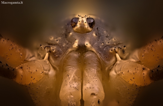 Paprastasis šienpjovys - Phalangium opilio | Fotografijos autorius : Eugenijus Kavaliauskas | © Macronature.eu | Macro photography web site