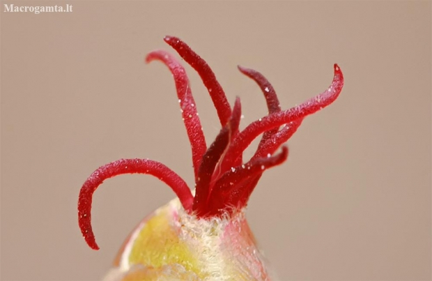 Paprastojo lazdyno (Corylus avellana) moteriškasis žiedas | Fotografijos autorius : Gintautas Steiblys | © Macronature.eu | Macro photography web site