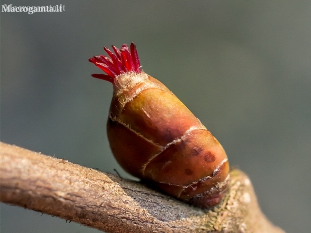 Paprastasis lazdynas - Corylus avellana, žiedas | Fotografijos autorius : Oskaras Venckus | © Macronature.eu | Macro photography web site