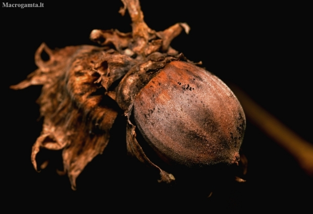 Common hazel - Corylus avellana | Fotografijos autorius : Kazimieras Martinaitis | © Macronature.eu | Macro photography web site