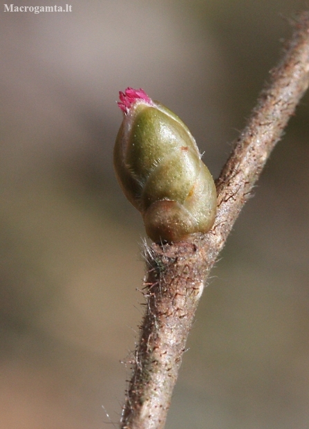 Common hazel - Corylus avellana | Fotografijos autorius : Vytautas Gluoksnis | © Macronature.eu | Macro photography web site