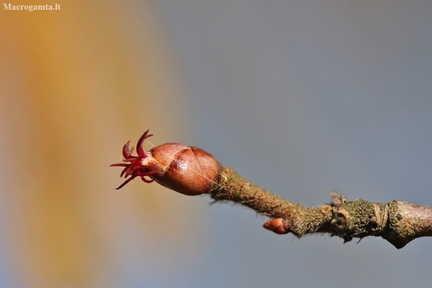 Common hazel - Corylus avellana | Fotografijos autorius : Agnė Našlėnienė | © Macronature.eu | Macro photography web site