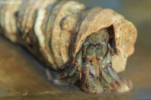 Common hermit crab - Pagurus bernhardus | Fotografijos autorius : Gintautas Steiblys | © Macronature.eu | Macro photography web site
