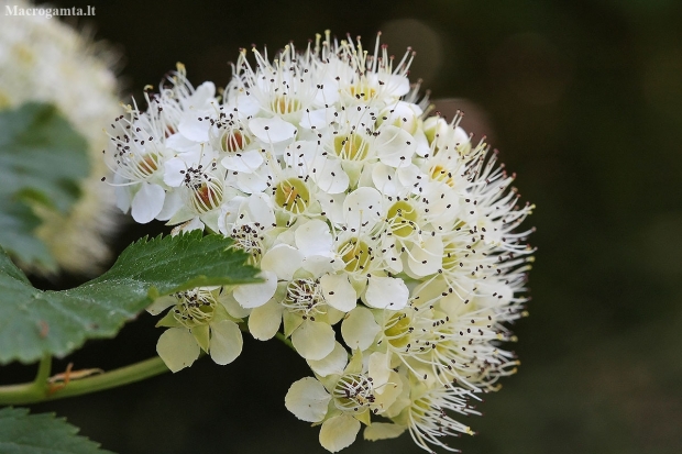 Common ninebark - Physocarpus opulifolius | Fotografijos autorius : Vytautas Gluoksnis | © Macronature.eu | Macro photography web site