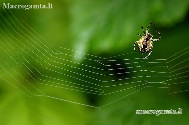 Common orb-weaving spider - Araneus sp. | Fotografijos autorius : Alma Totorytė | © Macronature.eu | Macro photography web site