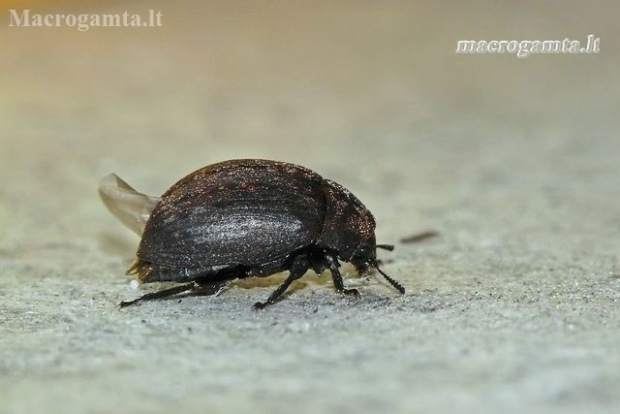 Paprastasis kamuolvabalis - Byrrhus pilula | Fotografijos autorius : Darius Baužys | © Macronature.eu | Macro photography web site