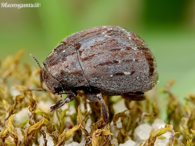 Common pill-beetle - Byrrhus pilula | Fotografijos autorius : Romas Ferenca | © Macronature.eu | Macro photography web site