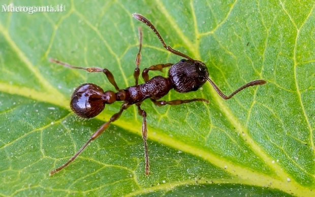 Common red ant - Myrmica rubra  | Fotografijos autorius : Oskaras Venckus | © Macronature.eu | Macro photography web site